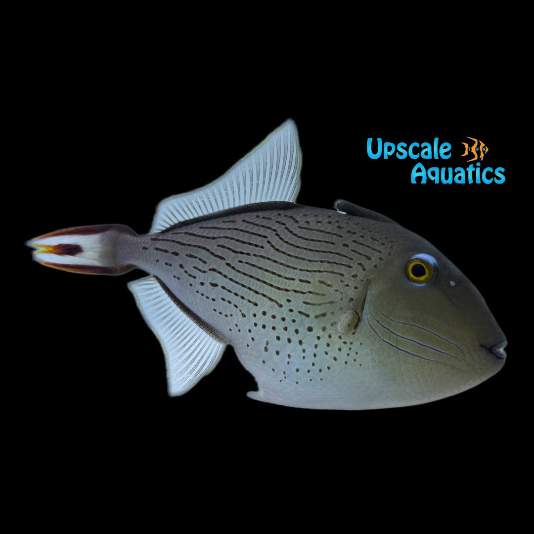 Line Spot Trigger (Xanthichthys lineopunctatus)