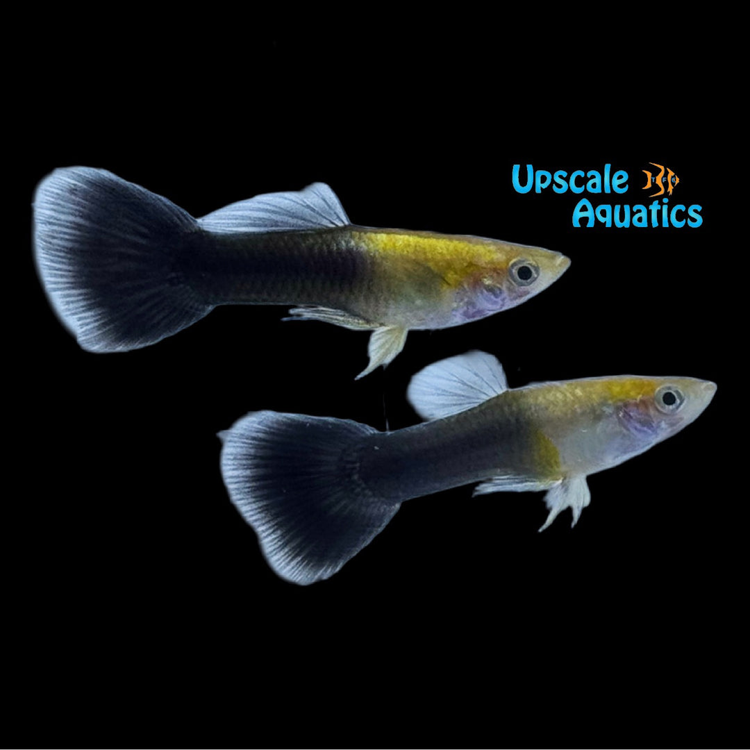 Golden Half Black Guppy (Poecilia reticulata)