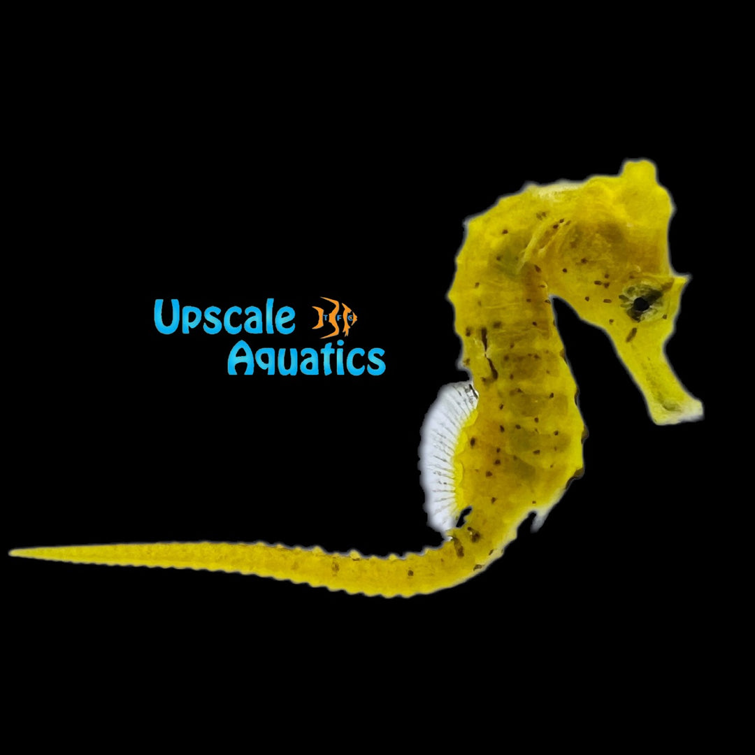 Yellow Brazilian Longsnout Seahorse - Captive Bred (Hippocampus reidi)