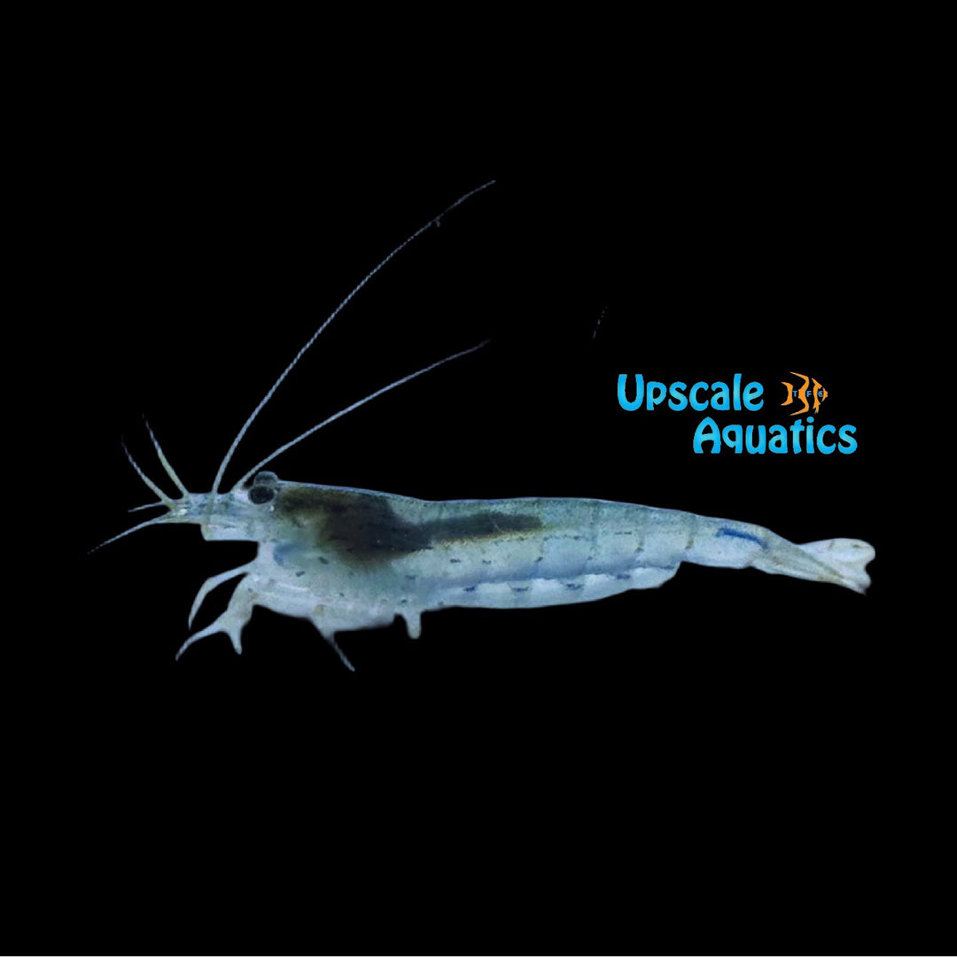 Blue Amano Shrimp (Caridina multidentata 'Blue')