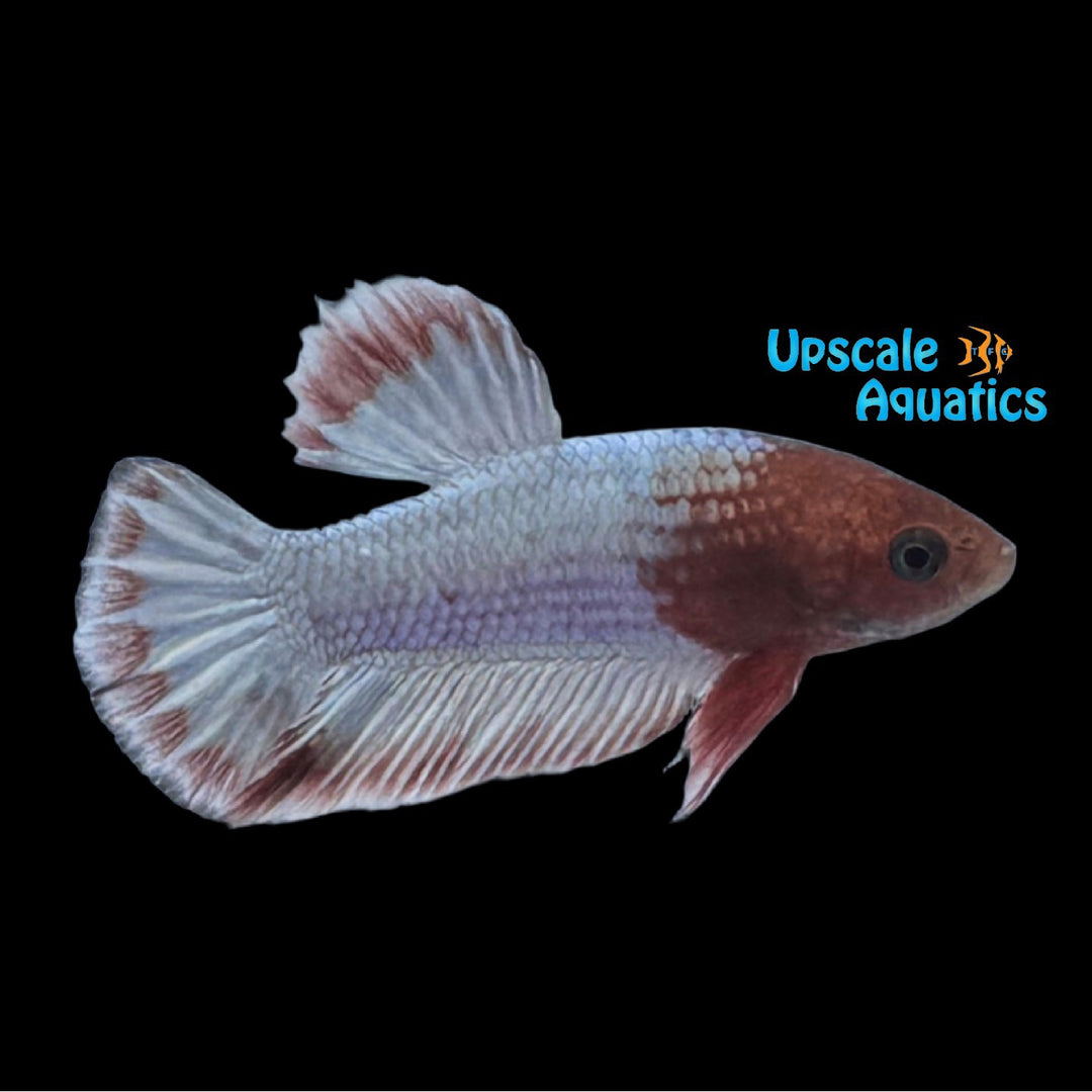 Red Cap Fancy Copper Plakat Betta - Male (Betta splendens)