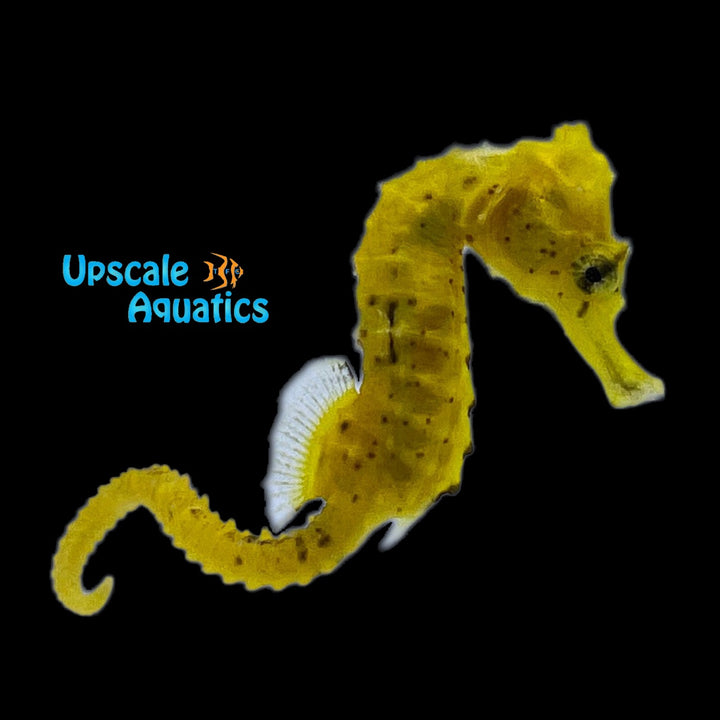 Yellow Brazilian Longsnout Seahorse - Captive Bred (Hippocampus reidi)