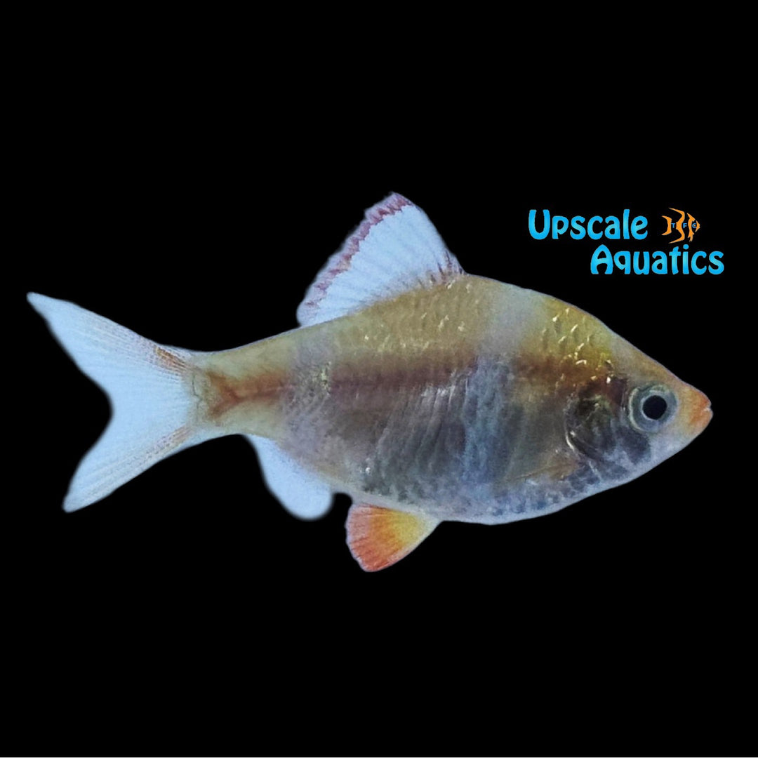 Gold Tiger Barb (Puntigrus tetrazona)