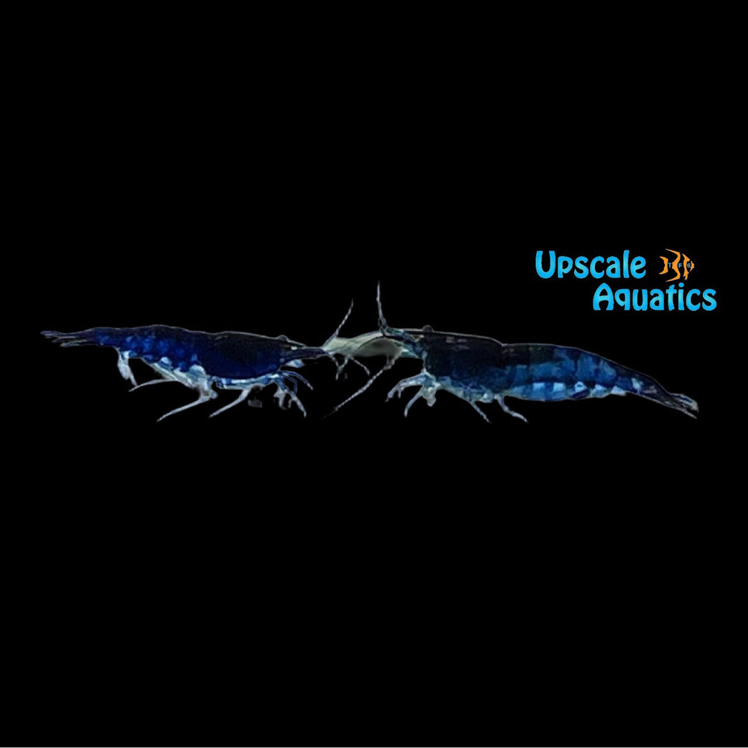 Blue Dream Shrimp (Neocaridina davidi)