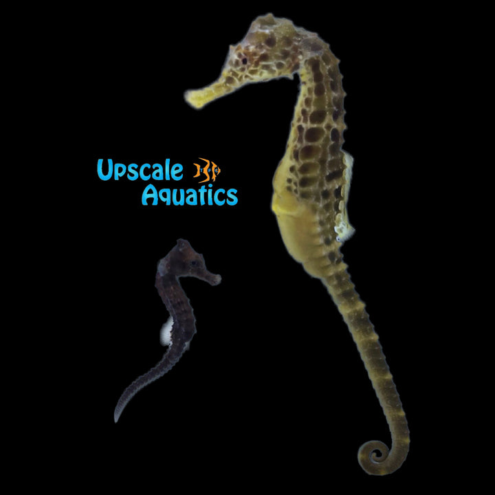 Potbelly Seahorse (Hippocampus abdominalis)