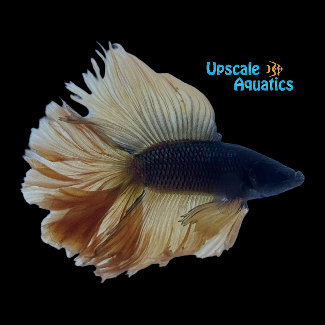 Black Mustard Twintail Halfmoon Betta - Male (Betta splendens)