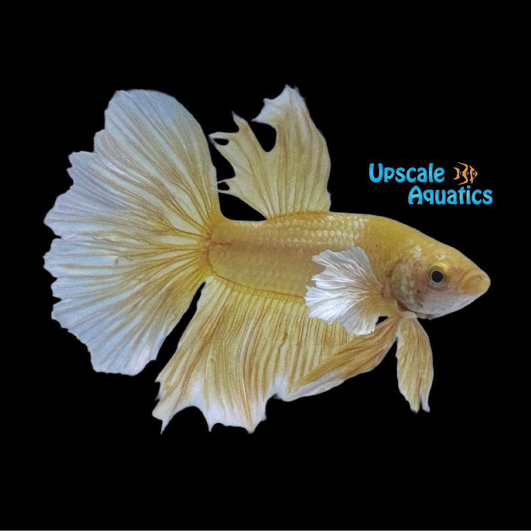 Gold Dumbo Halfmoon Betta - Male (Betta splendens)