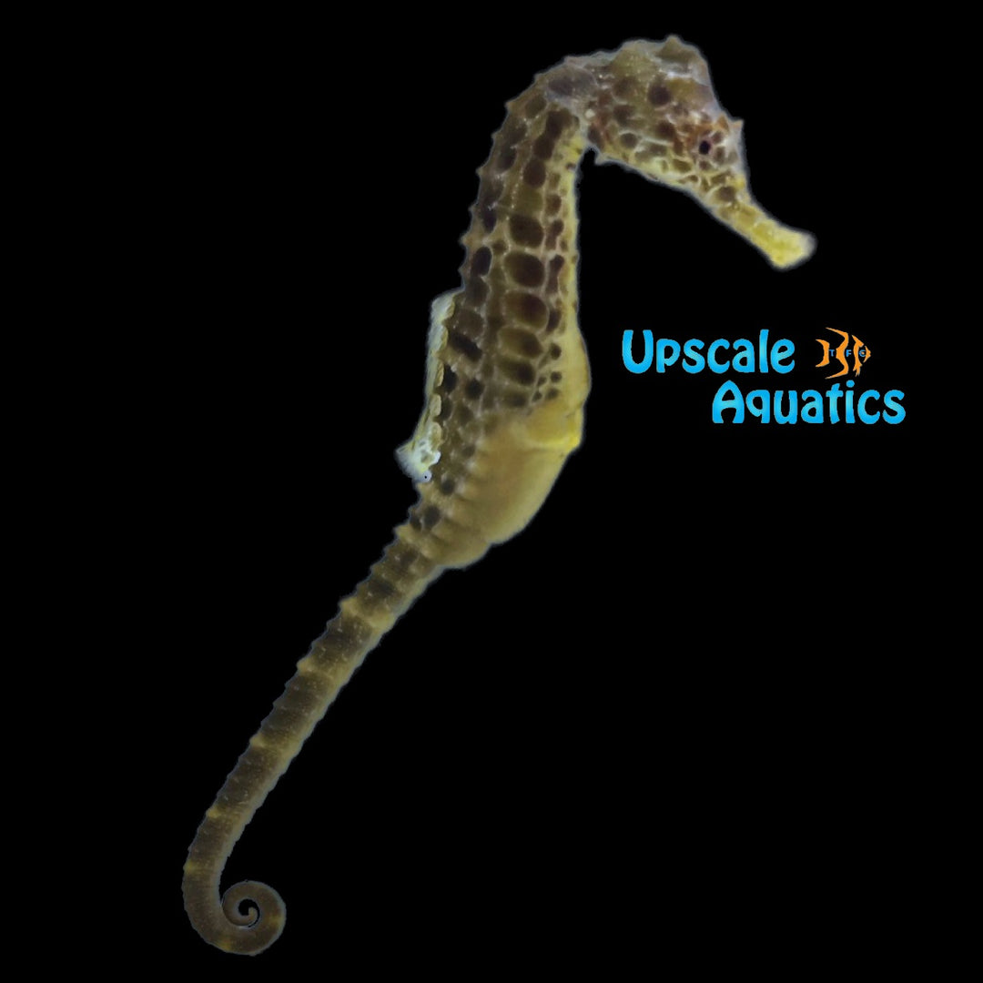 Potbelly Seahorse (Hippocampus abdominalis)