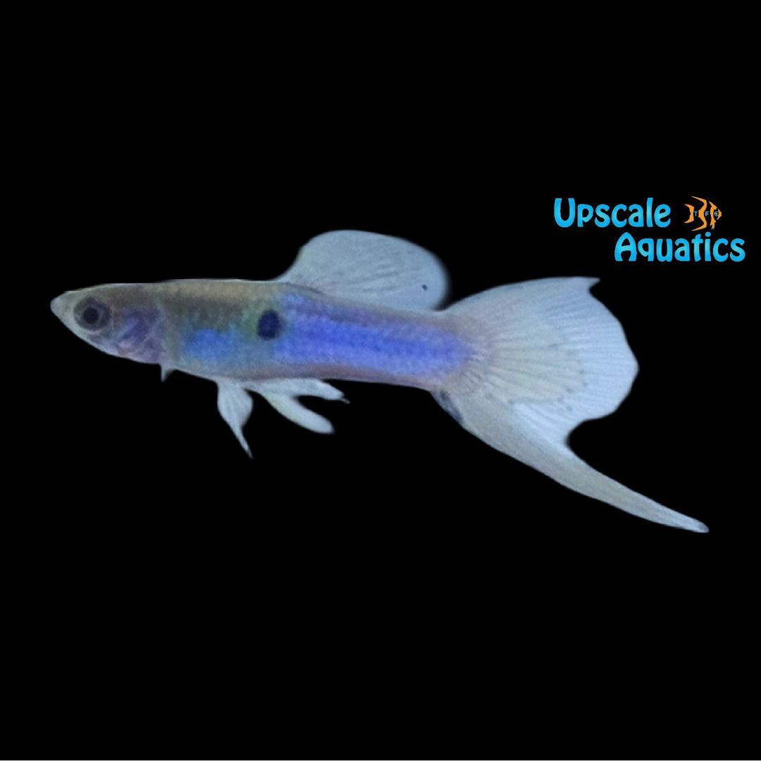 Blue Japanese Swordtail Guppy (Poecilia reticulata)