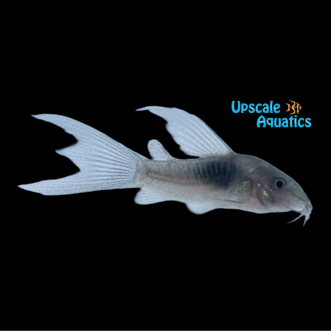 Longfin Bronze Cory (Corydoras aeneus)
