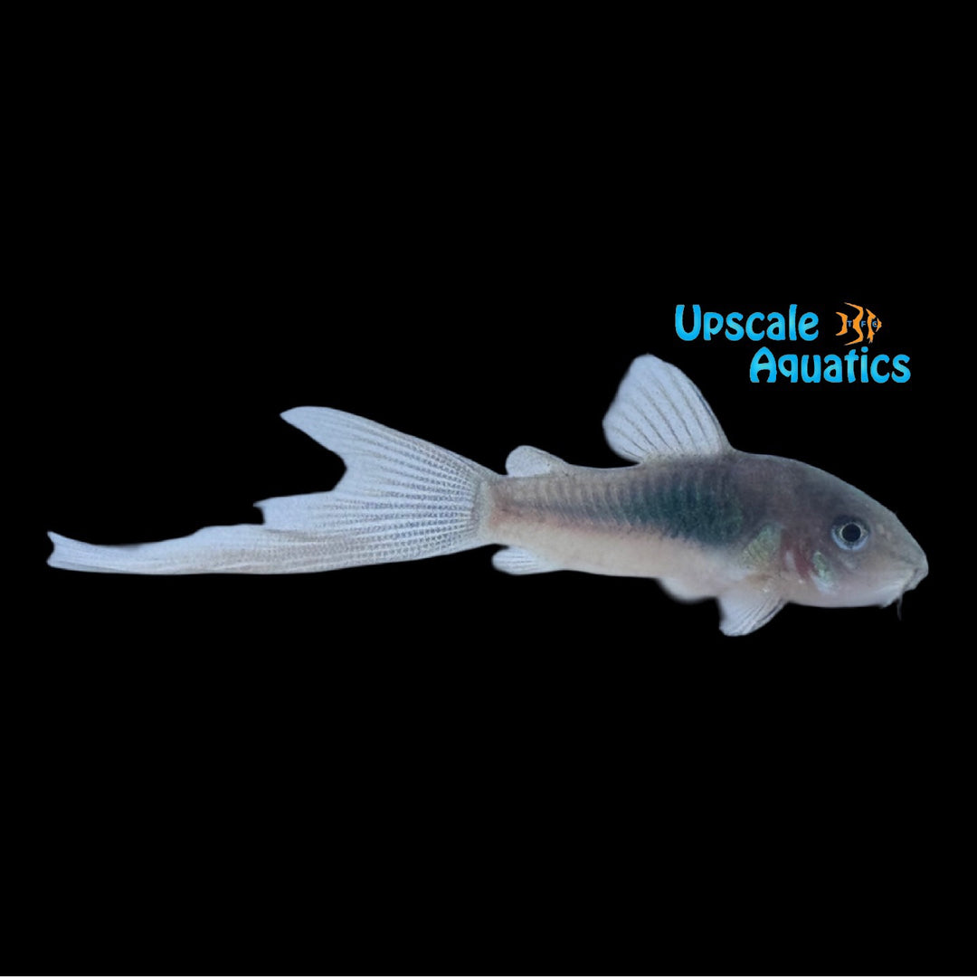 Swordtail Bronze Cory (Corydoras aeneus)