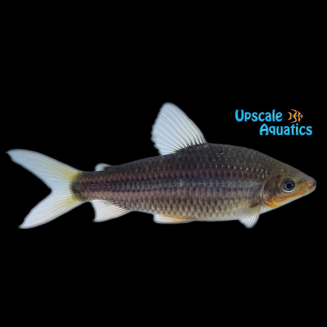 Lipstick Leporinus (Leporinus arcus)