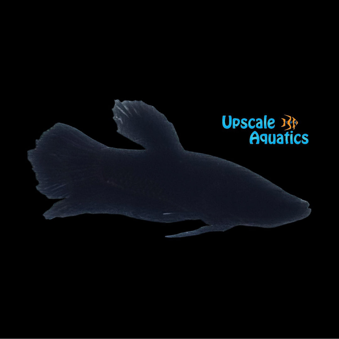 Super Black Plakat Betta - Male (Betta splendens)