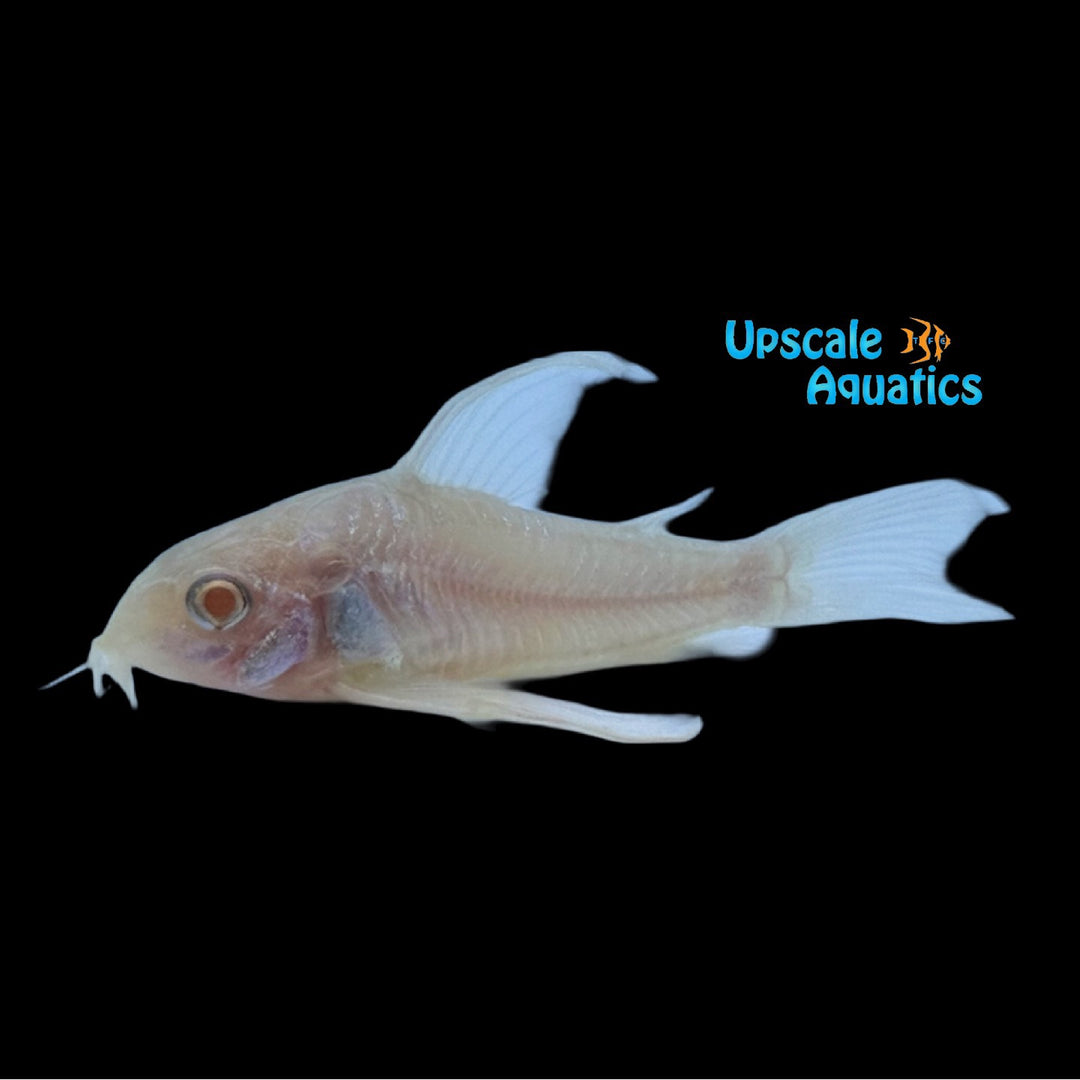 Longfin Albino Peppered Cory (Corydoras paleatus albino)