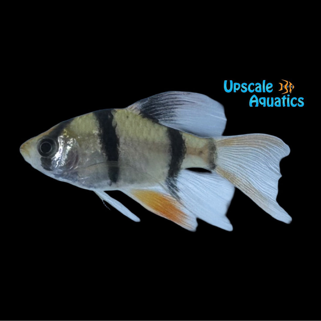 Longfin Tiger Barb (Puntigrus tetrazona 'Longfin')