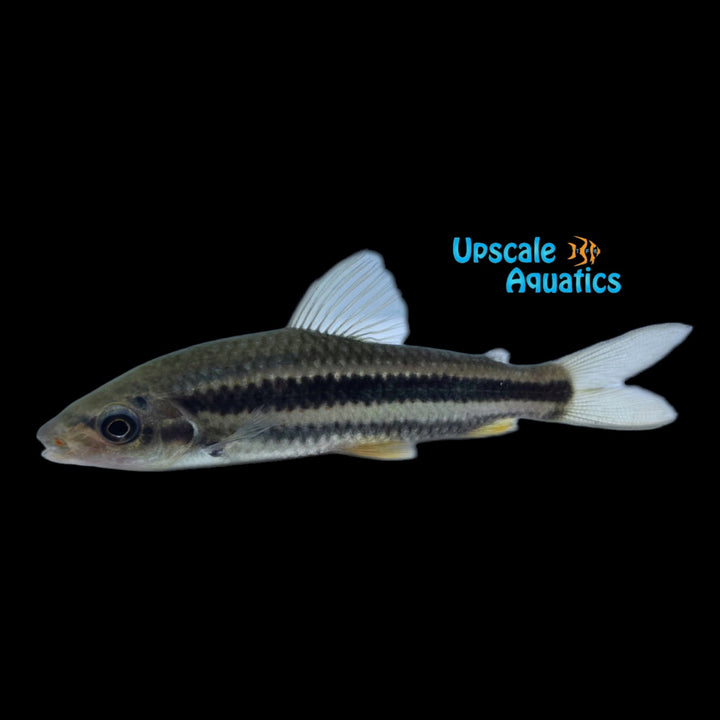 Lipstick Leporinus (Leporinus arcus)