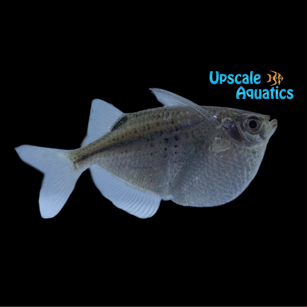 Black Spotted Hatchetfish (Gasteropelecus maculatus)
