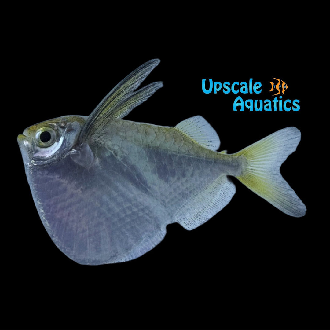 Yellowfin Giant Hatchetfish (Thoracocharax cf. securis)