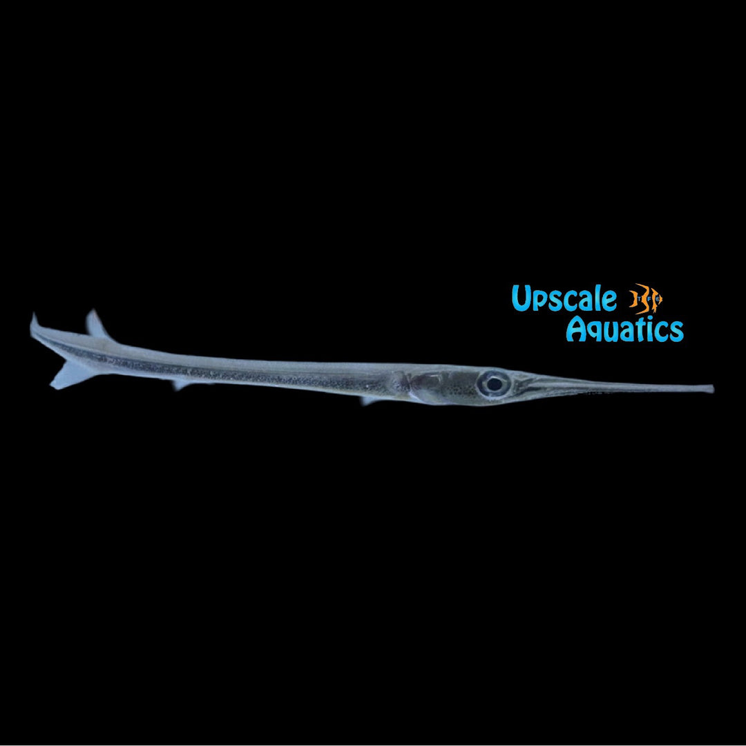 Flat Needlefish (Ablennes hians)