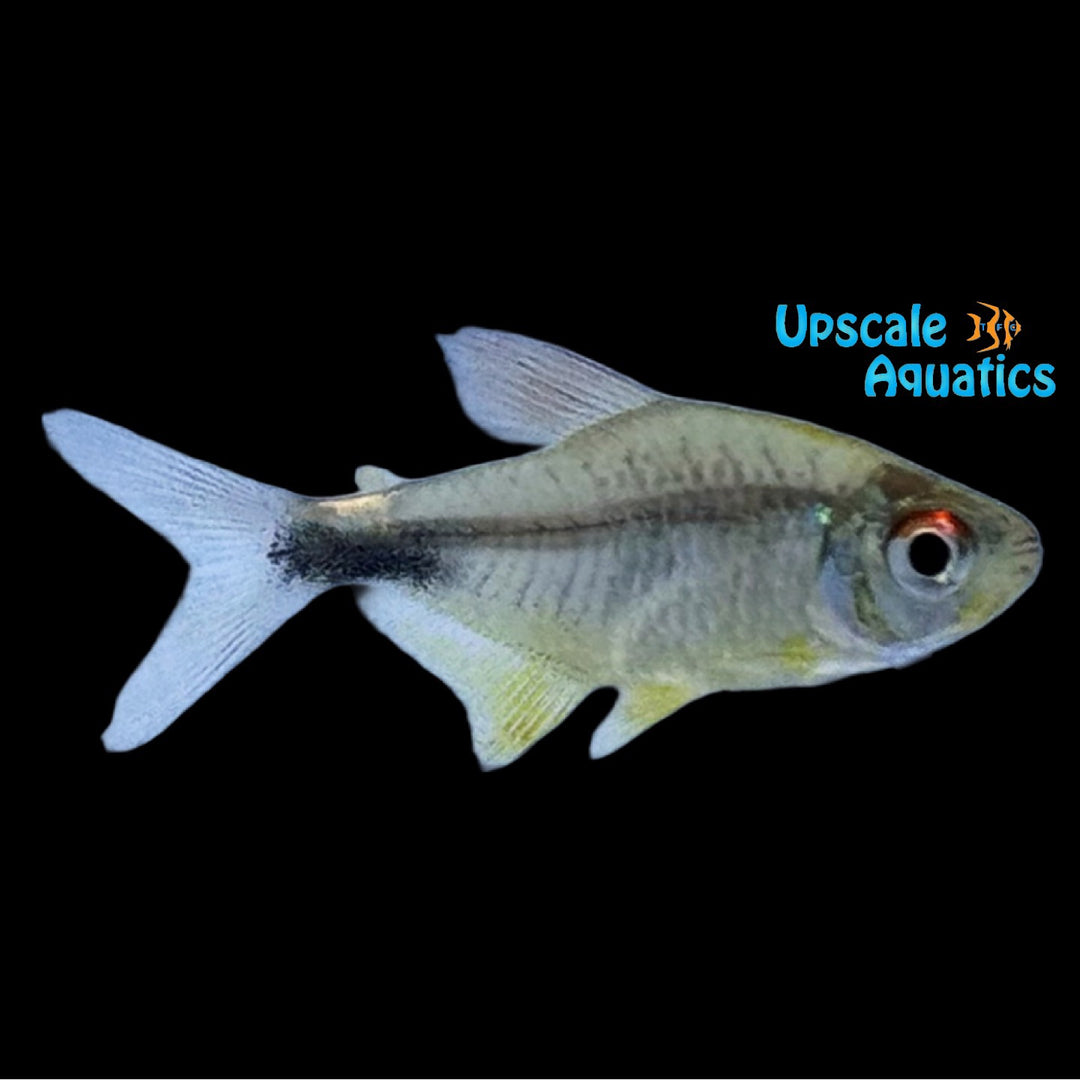Pretty 'Garnet' Tetra (Hemigrammus pulcher)