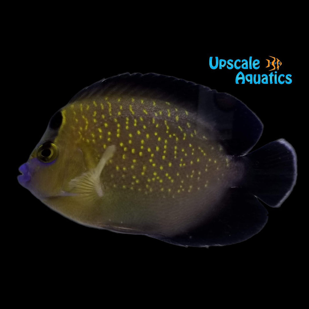 Goldflake Angelfish - Adult (Apolemichthys xanthopunctatus)