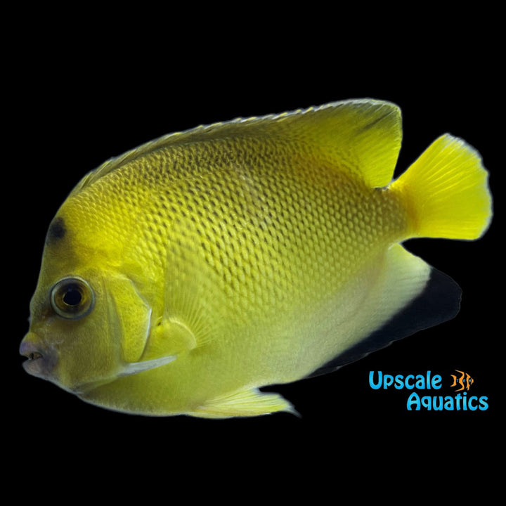 Armitage Angelfish (Apolemichthys armitagei)