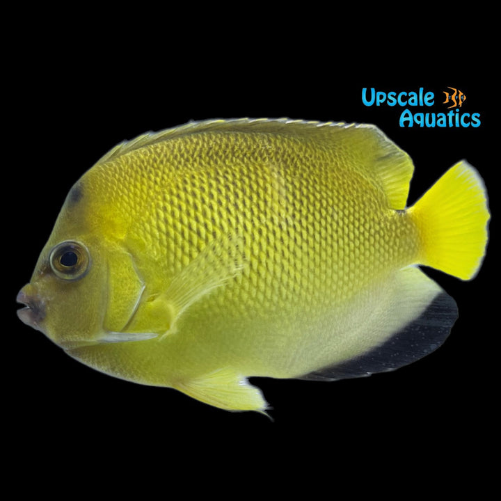 Armitage Angelfish (Apolemichthys armitagei)