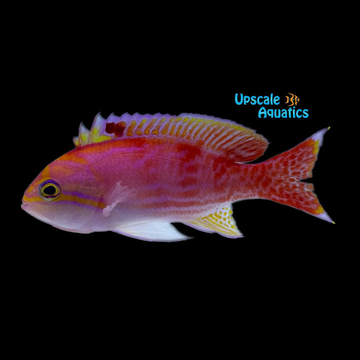 Bimaculatus Anthias (Pseudanthias bimaculatus)