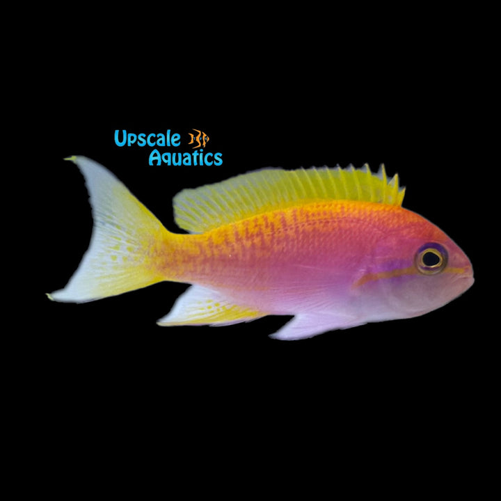 Bimaculatus Anthias (Pseudanthias bimaculatus)