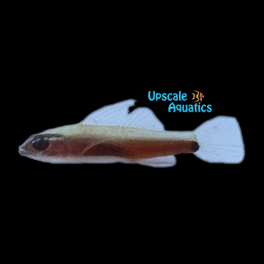 Redbelly Pygmy Goby (Eviota nigriventris)