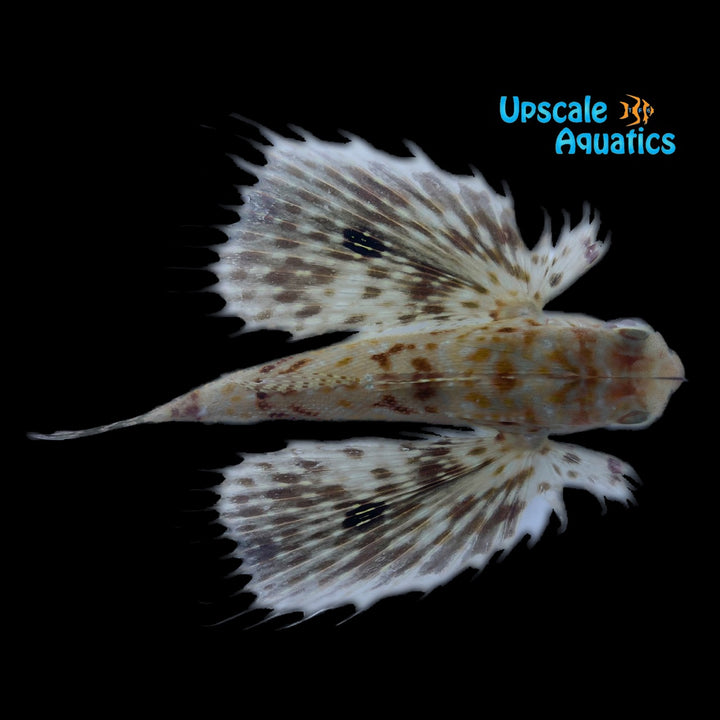 Spotwing Flying Gurnard (Dactyloptena macracantha)