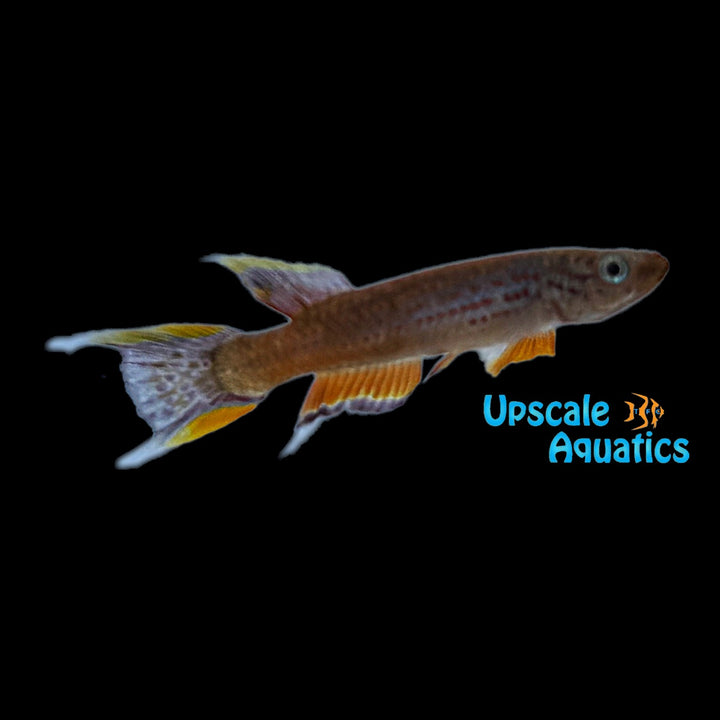 Chocolate Australe Killifish (Aphyosemion australe 'Chocolate')