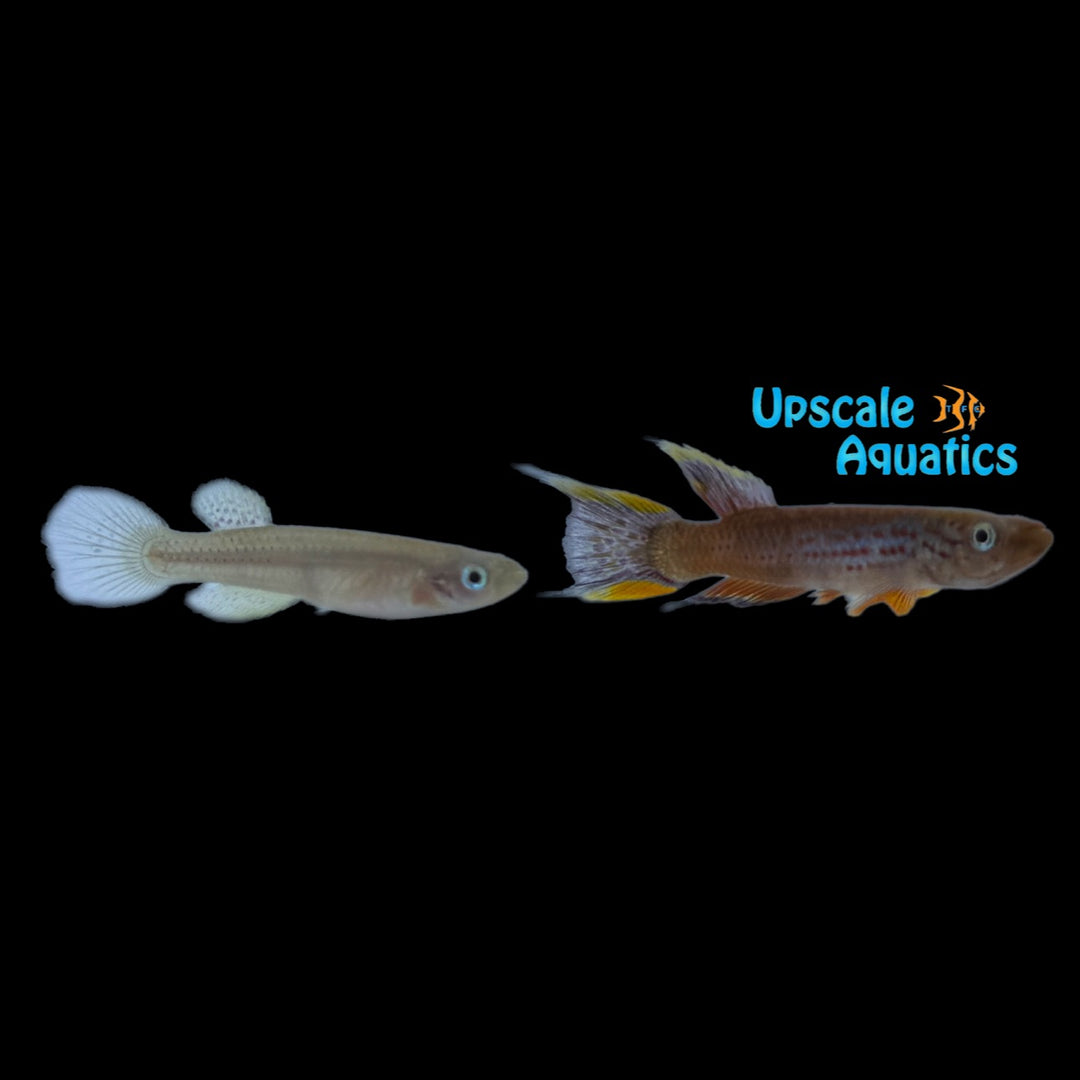 Chocolate Australe Killifish (Aphyosemion australe 'Chocolate')