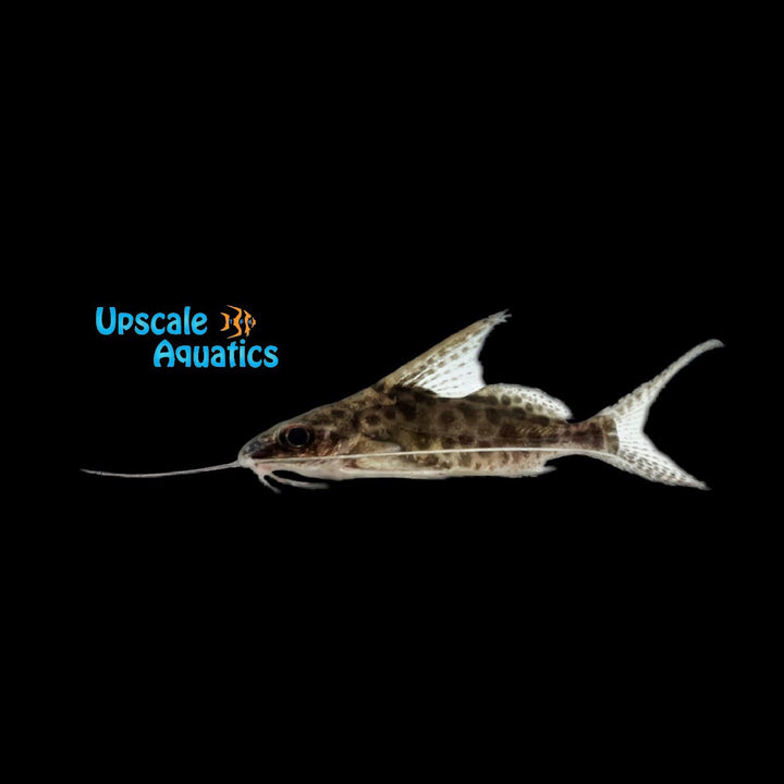 Synodontis Alberti