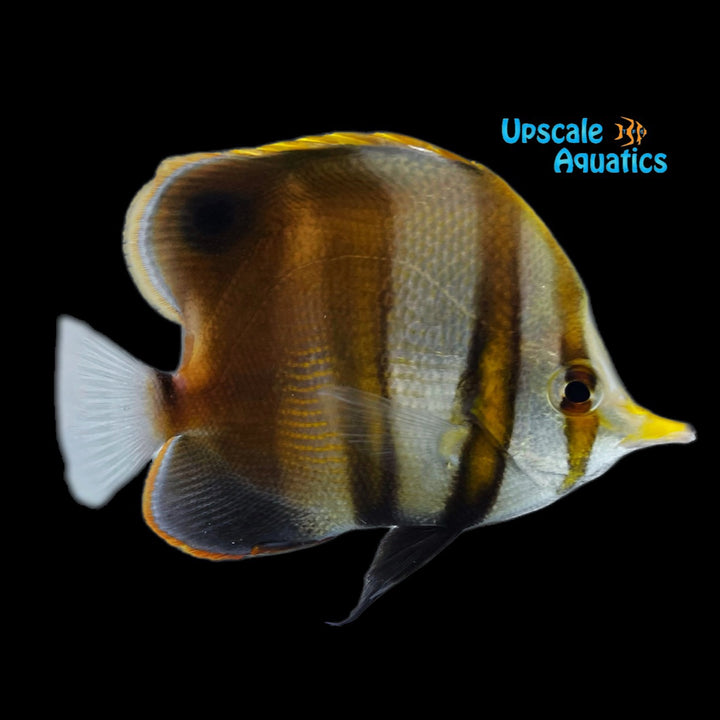 Mulleri Butterflyfish (Chelmon muelleri)