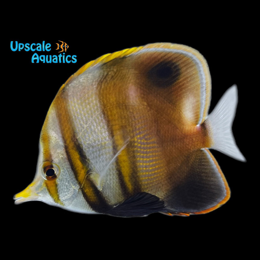 Mulleri Butterflyfish (Chelmon muelleri)