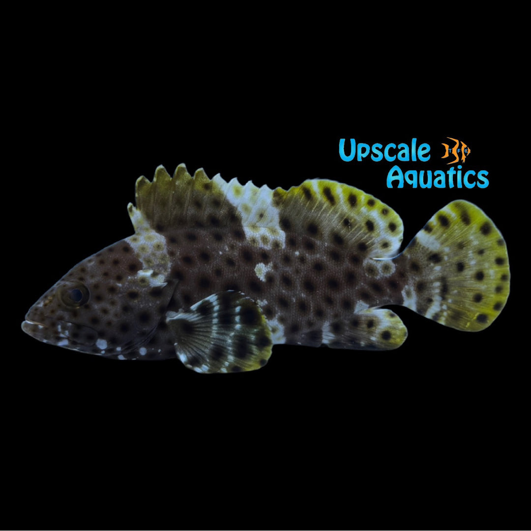 Highfin Spotted Grouper (Epinephelus maculatus)