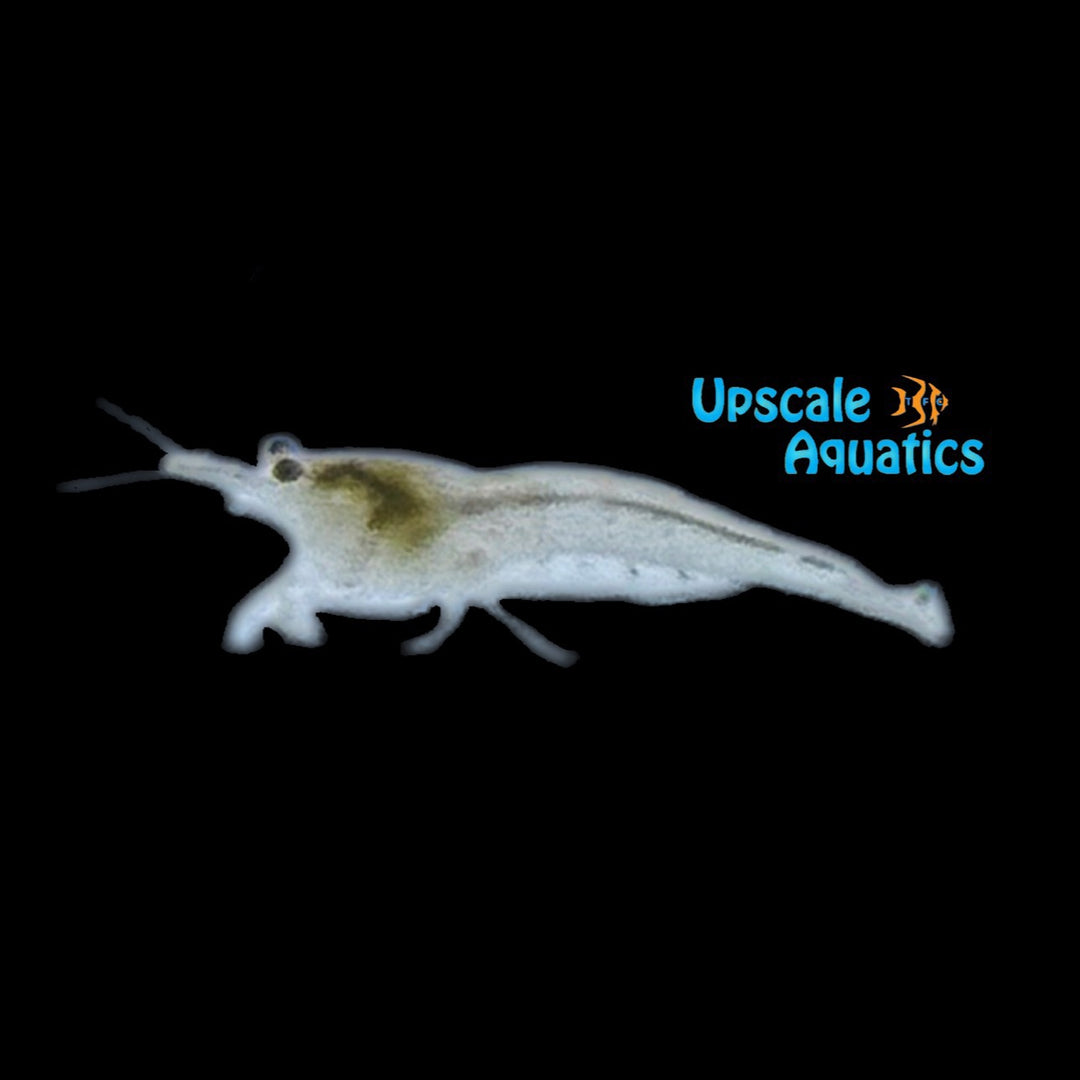 Australian Amano Shrimp (Caridina typus)