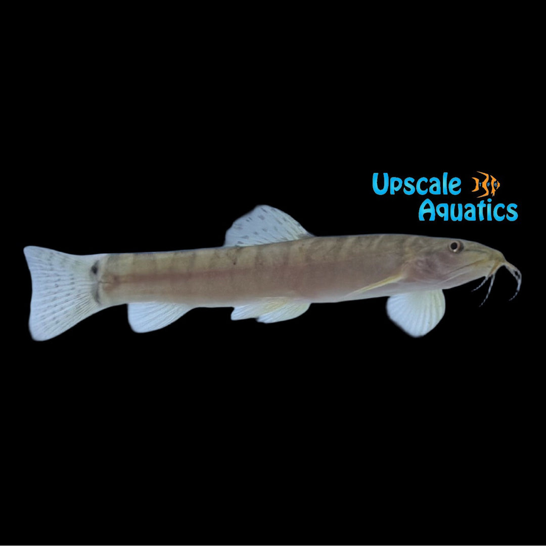 Thai Banded Mountain Loach (Schistura sp. 'surat thani')