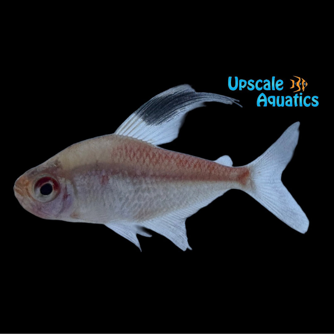 Flameback Bleeding Heart Tetra (Hyphessobrycon pyrrhonotus)
