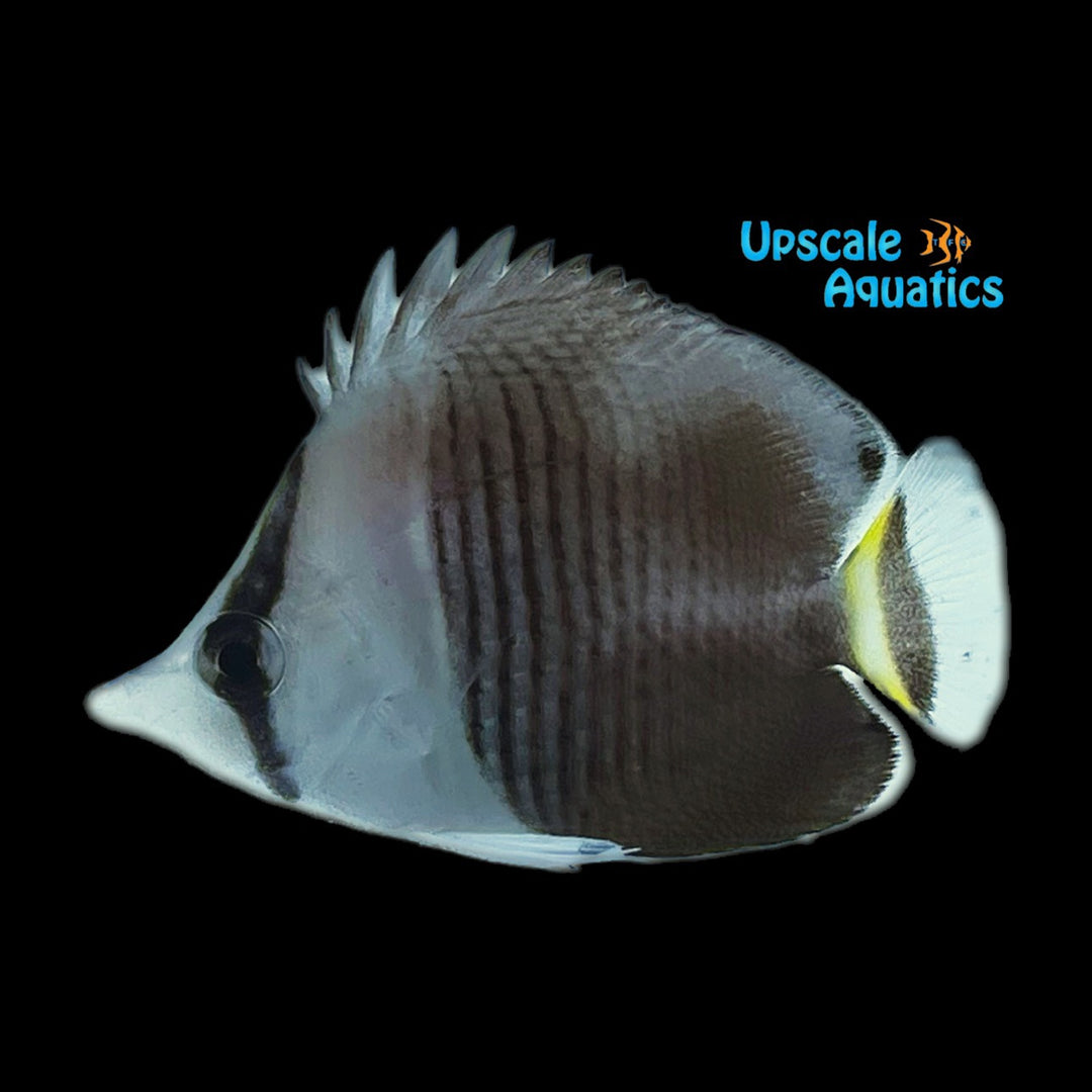 White Face Butterfly (Chaetodon mesoleucos)