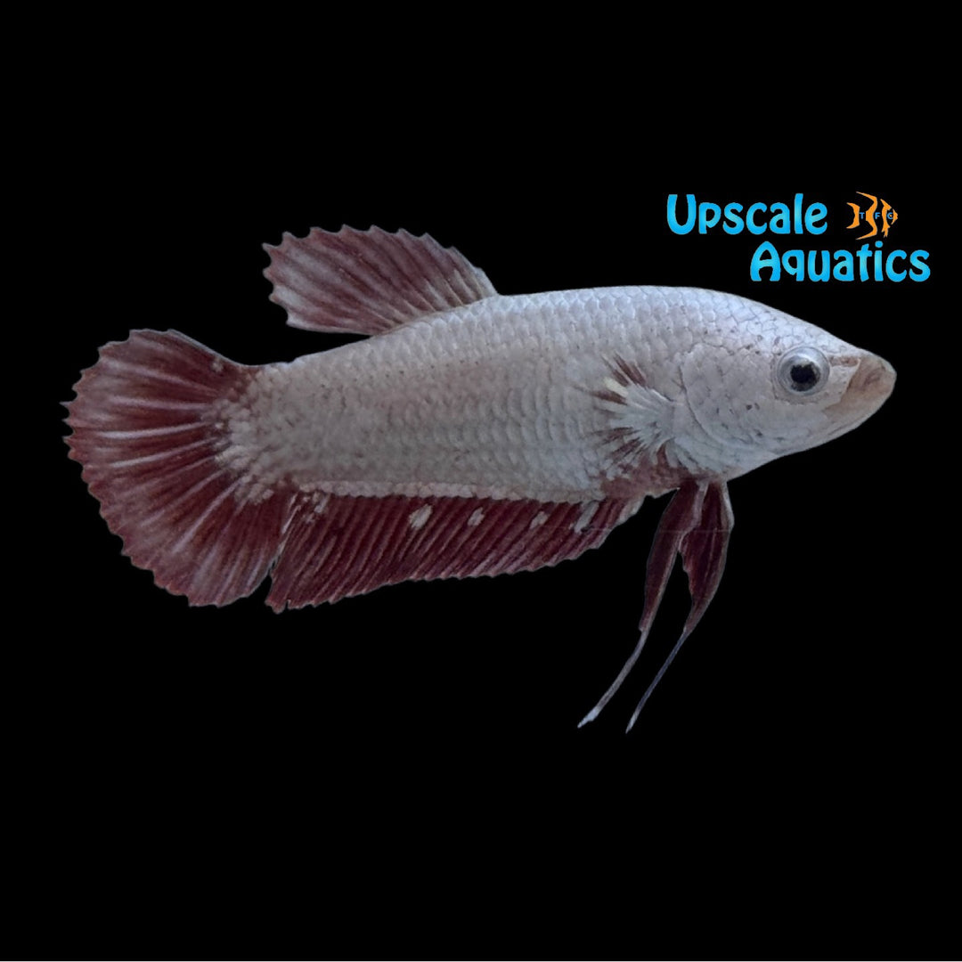 Snow White Red Dragon Plakat Betta - Female (Betta splendens)