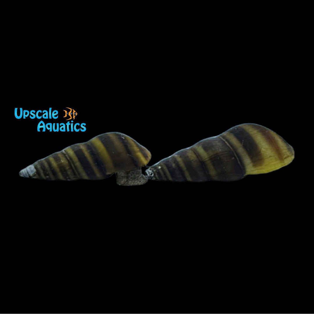 Bee Pagoda Snail (Brotia dautzenbergiana)