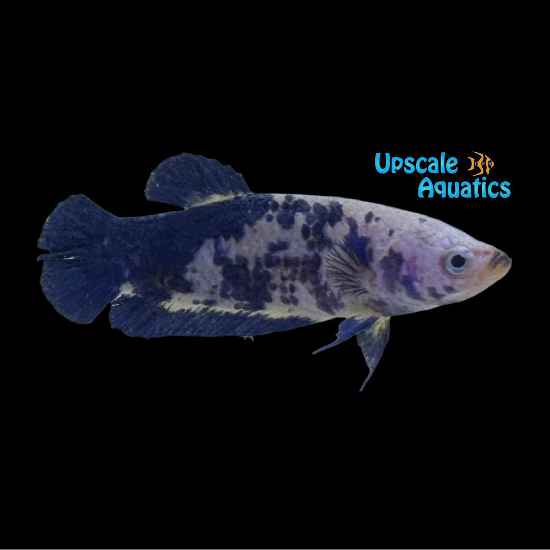 Blue Marble Plakat Betta - Female (Betta splendens)