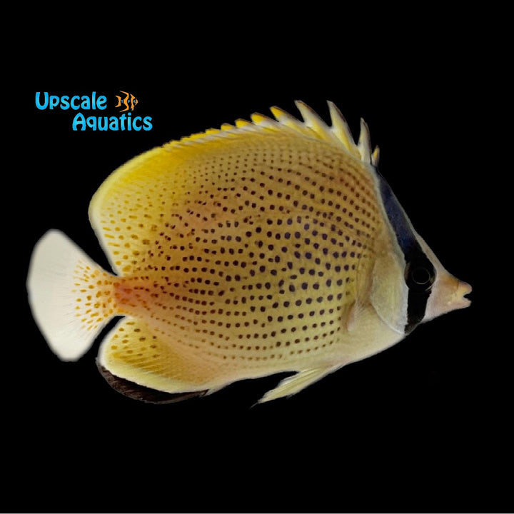 Speckled 'Citron' Butterflyfish (Chaetodon citrinellus)