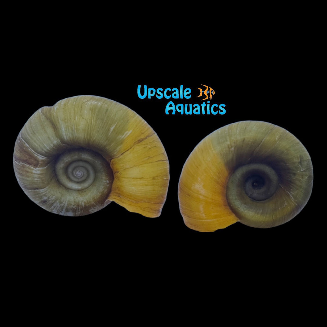 Golden Giant Ramshorn Snail (Marissa cornuarietis)