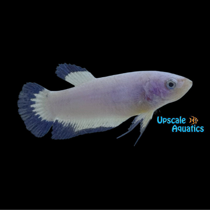 Blue Rim Plakat Betta - Female (Betta splendens)