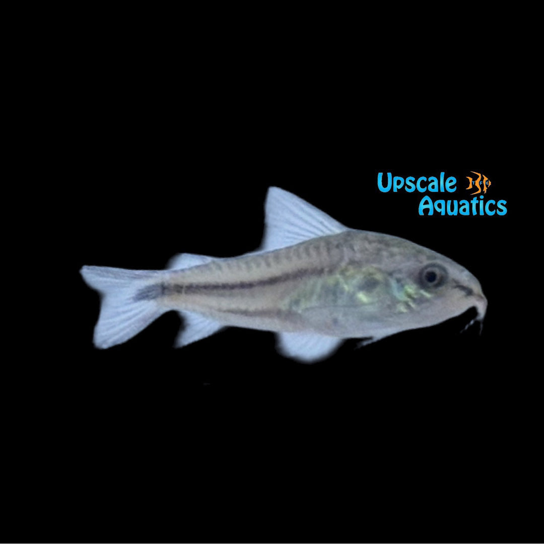 Pygmy Cory 'Captive Bred' (Corydoras pygmaeus)