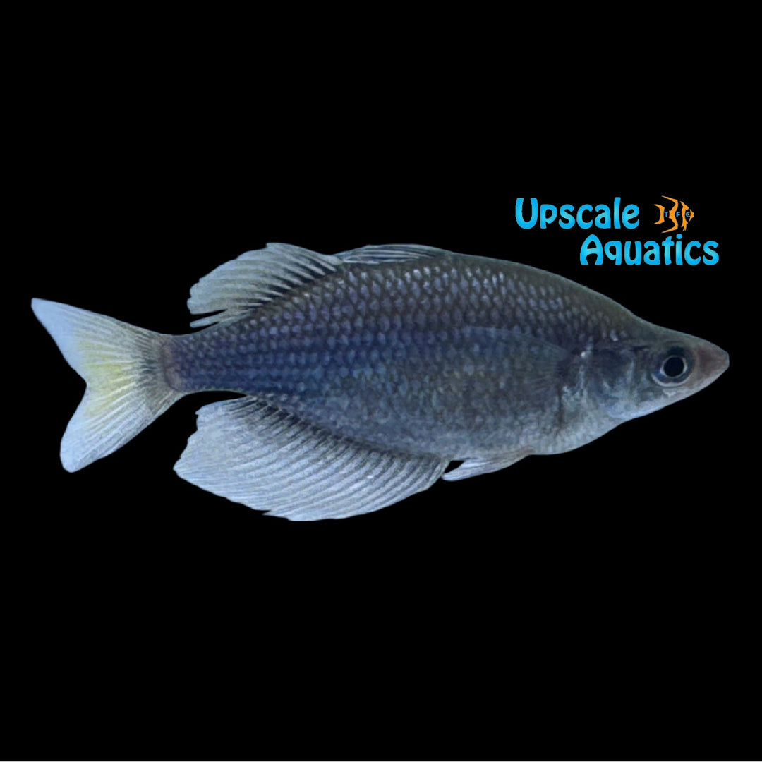 Emerald Rainbowfish (Glossolepis wanamensis)