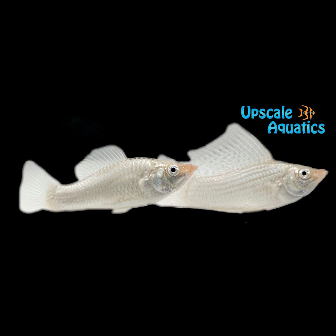 Silver Sailfin Molly (Poecilia latipinna)